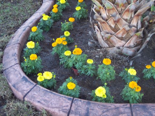 Spanish Texture Spanish Texture